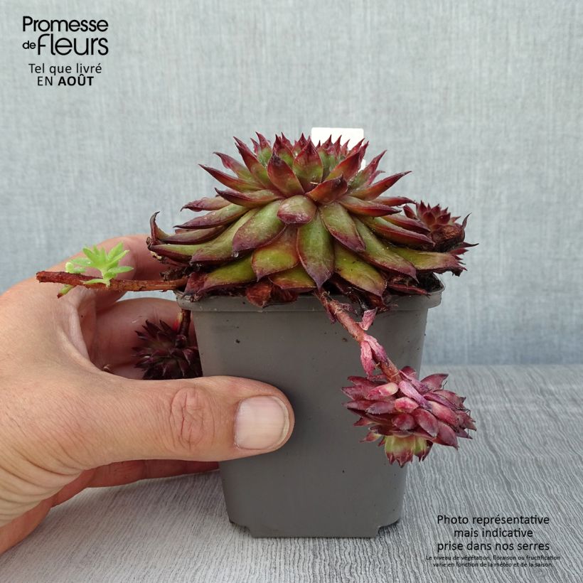 Exemplar von Hauswurz Dark Beauty - Sempervivum Kleine Töpfe von 8/9 cm wie im Sommer geliefert