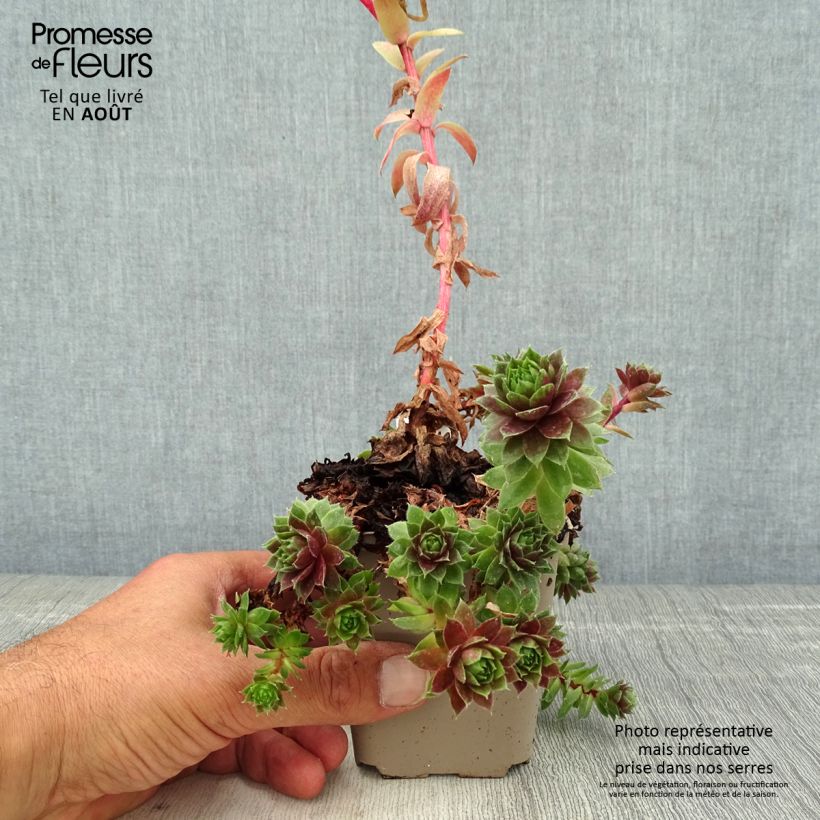 Exemplar von Hauswurz Granat - Sempervivum Kleine Töpfe von 8/9 cm wie im Sommer geliefert