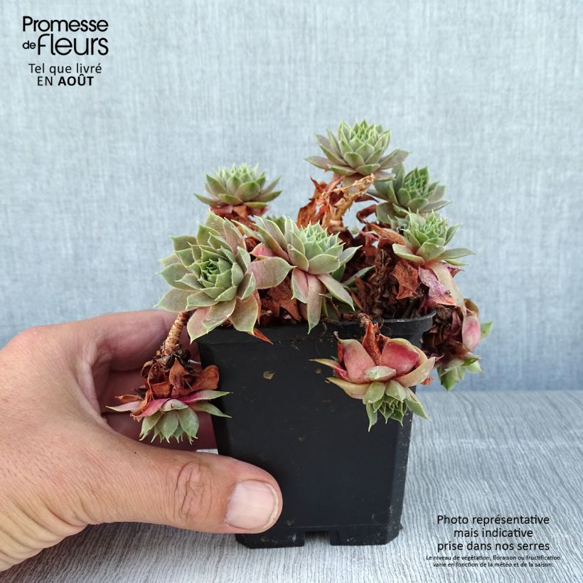 Exemplar von Hauswurz Othello - Sempervivum Kleine Töpfe von 8/9 cm wie im Sommer geliefert