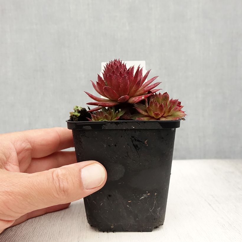 Exemplar von Hauswurz Santis - Sempervivum Kleine Töpfe von 8/9 cm wie im Sommer geliefert