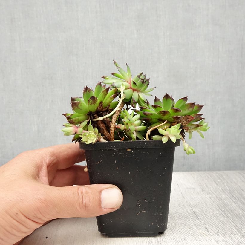 Exemplar von Dachwurz - Sempervivum tectorum Kleine Töpfe von 8/9 cm wie im Sommer geliefert