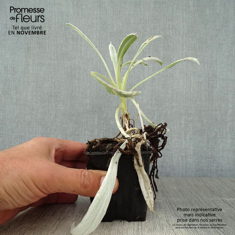 Exemplar von Senecio Donkey's Ears - Kreuzkraut Kleine Töpfe von 8/9 cm wie im Herbst geliefert