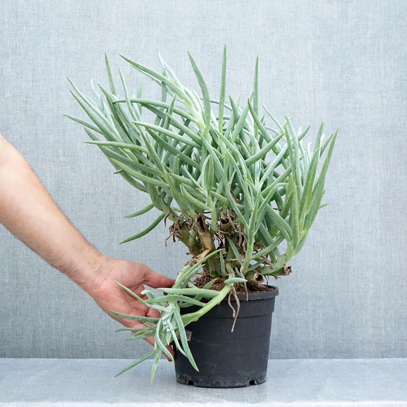 Exemplar von Senecio ficoides - Sukkulente Curio ficoides Topf mit 2L/3L wie im Sommer geliefert