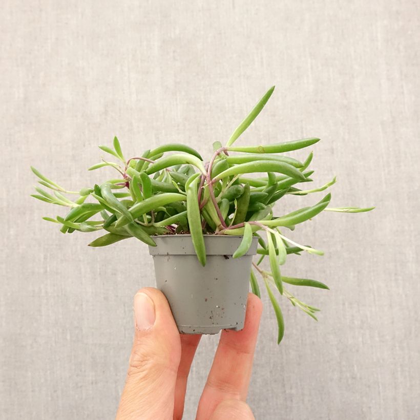 Exemplar von Erbsenpflanze - Senecio herreianus Purple Flush Mini-plante wie im Frühjahr geliefert