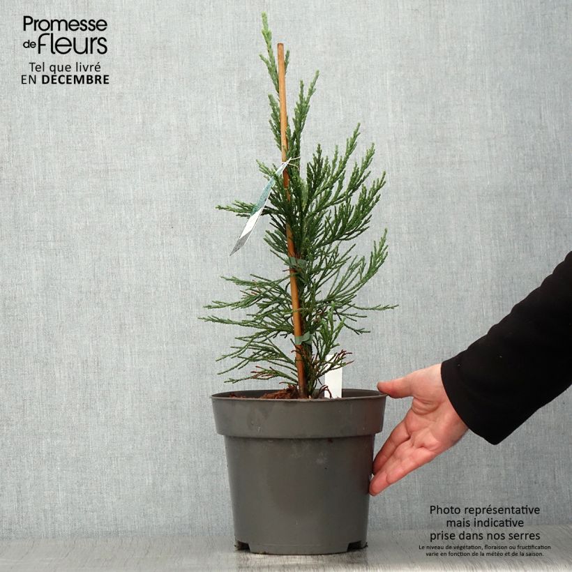 Exemplar von Sequoiadendron giganteum Glaucum - Bergmammutbaum Topf mit 4L/5L wie im Herbst geliefert