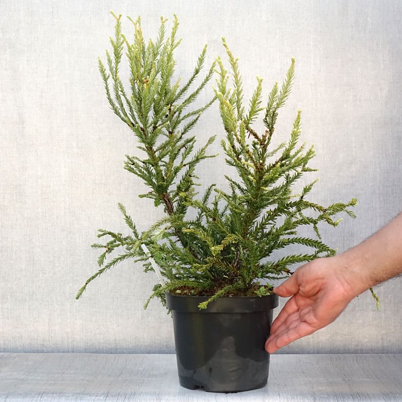 Exemplar von Sequoia sempervirens Adpressa - Küstenmammutbaum Topf mit 3L/4L wie im Sommer geliefert