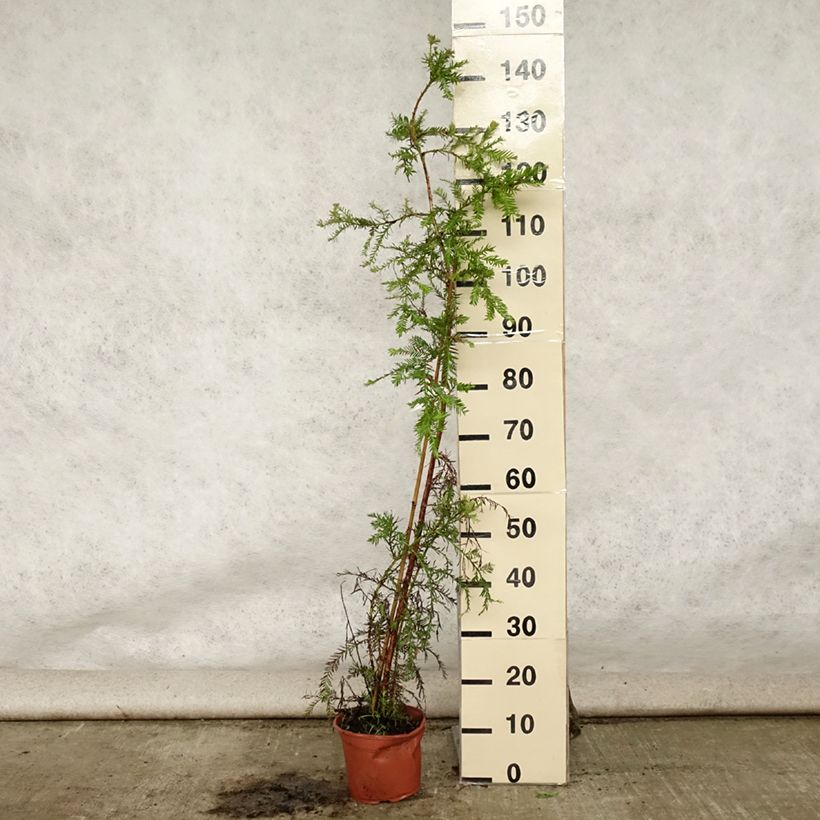 Exemplar von Sequoia sempervirens - Küstenmammutbaum Topf mit 3L/4L wie im Sommer geliefert