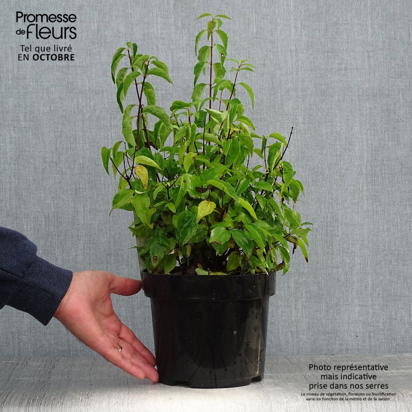Exemplar von Gefüllter Gartenjasmin Albâtre - Philadelphus virginalis Topf mit 3L/4L wie im Herbst geliefert