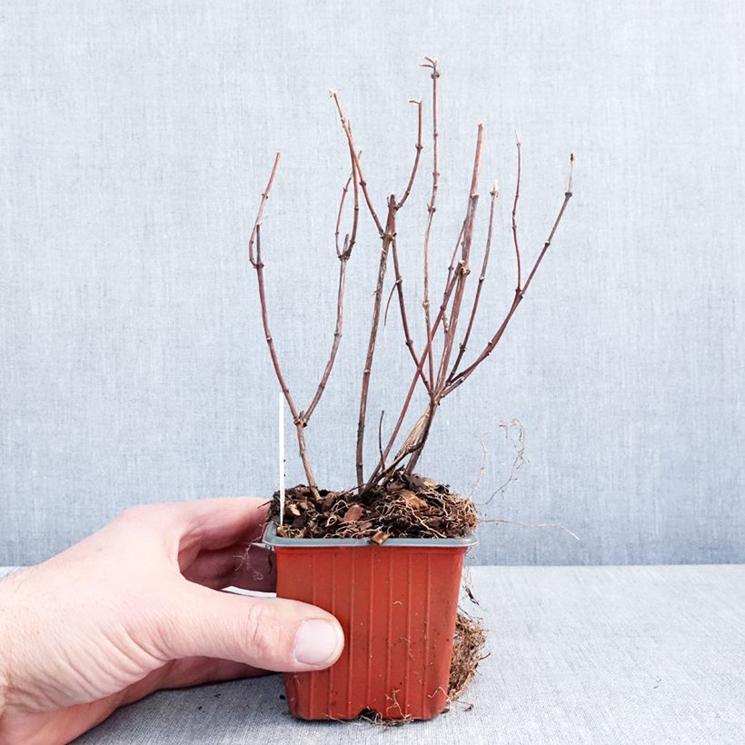 Exemplar von Pfeifenstrauch Belle Etoile - Philadelphus Kleine Töpfe von 8/9 cm wie im Winter geliefert
