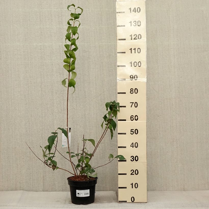 Exemplar von Europäischer Pfeifenstrauch Godzisz - Philadelphus coronarius Topf mit 4L/5L wie im Herbst geliefert
