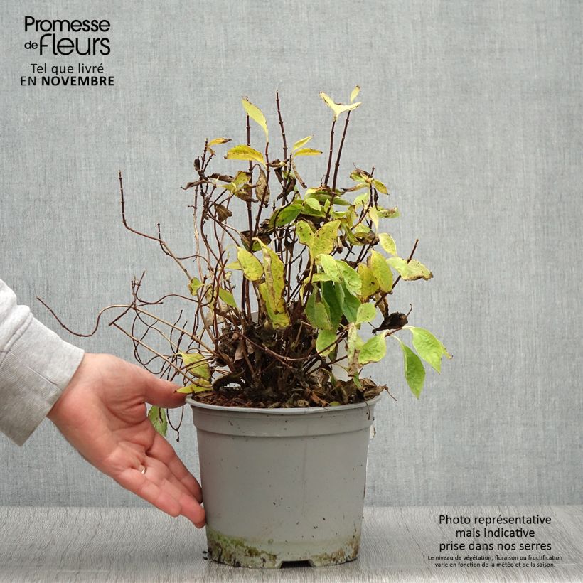 Exemplar von Europäischer Pfeifenstrauch Kostelec WB - Philadelphus coronarius Topf mit 3L/4L wie im Herbst geliefert