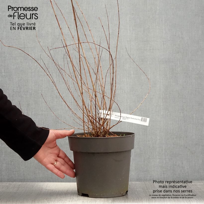 Exemplar von Pfeifenstrauch Petite Perfume Pink - Philadelphus Topf mit 3L/4L wie im Winter geliefert