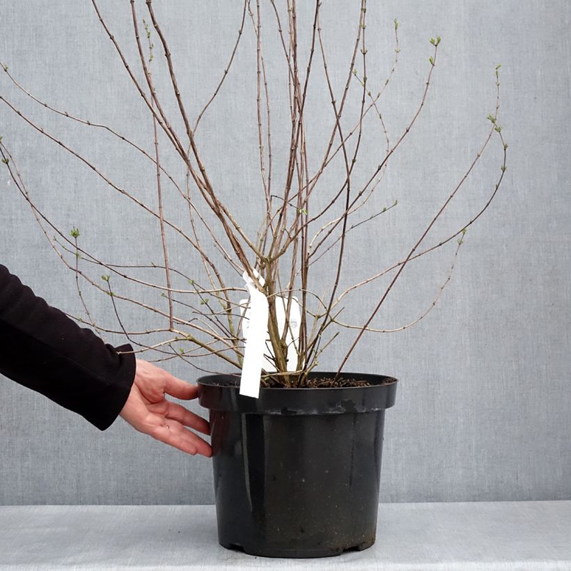 Exemplar von Pfeifenstrauch Beauclerk - Philadelphus Topf mit 7,5L/10LGelieferte Höhe ca. 80/100cm wie im Frühjahr geliefert
