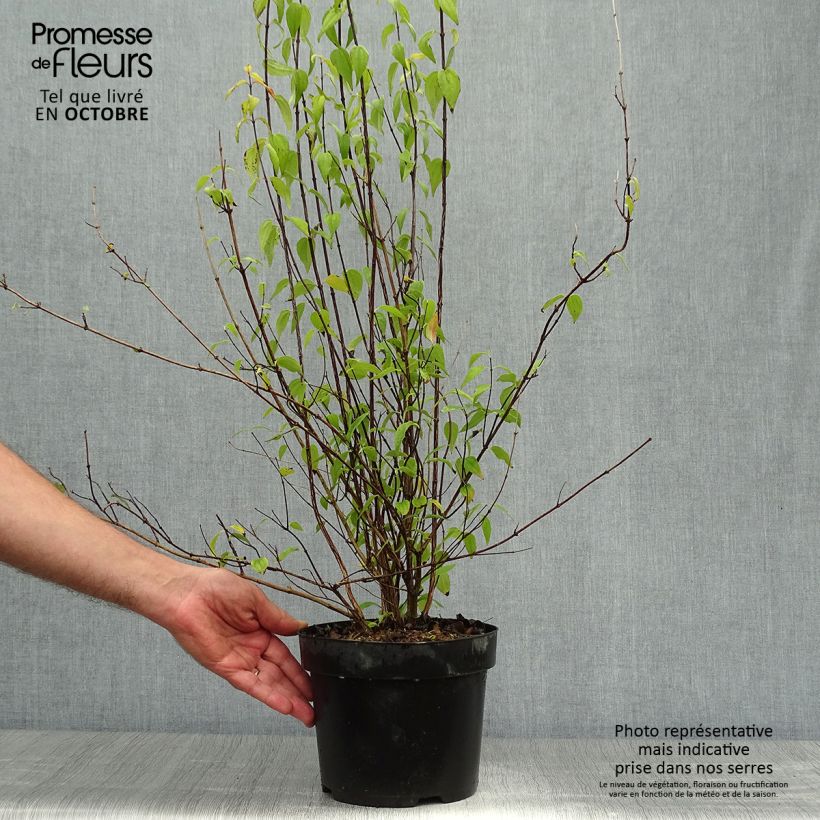 Exemplar von Pfeifenstrauch Mont Blanc - Philadelphus Topf mit 3L/4L wie im Herbst geliefert