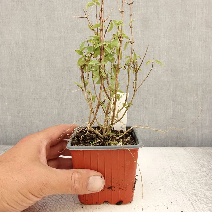Exemplar von Lemoines Pfeifenstrauch Silberregen - Philadelphus lemoinei Kleine Töpfe von 8/9 cm wie im Sommer geliefert