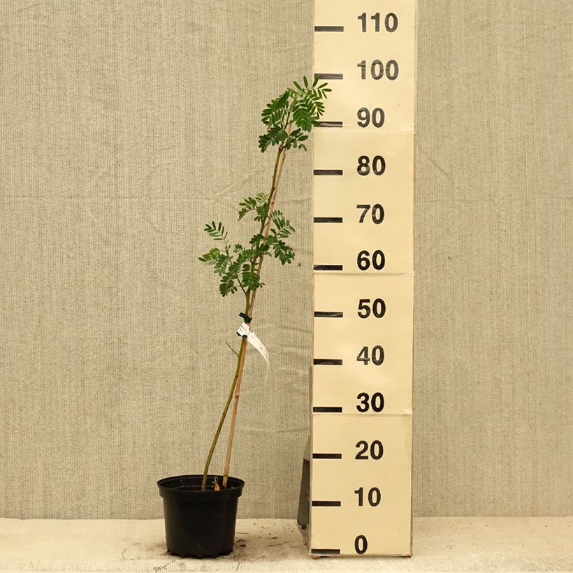 Exemplar von Sesbania punicea - Sesbanie Topf mit 2L/3L wie im Sommer geliefert