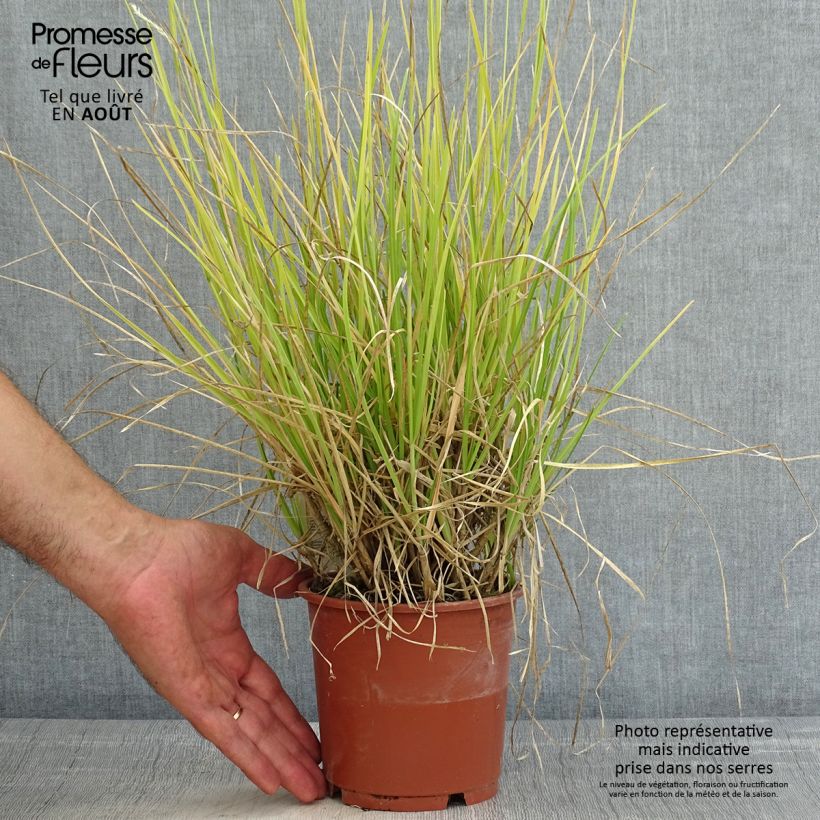 Exemplar von Sesleria argentea - Silberne Kopfgras Topf mit 1L/1,5L wie im Sommer geliefert