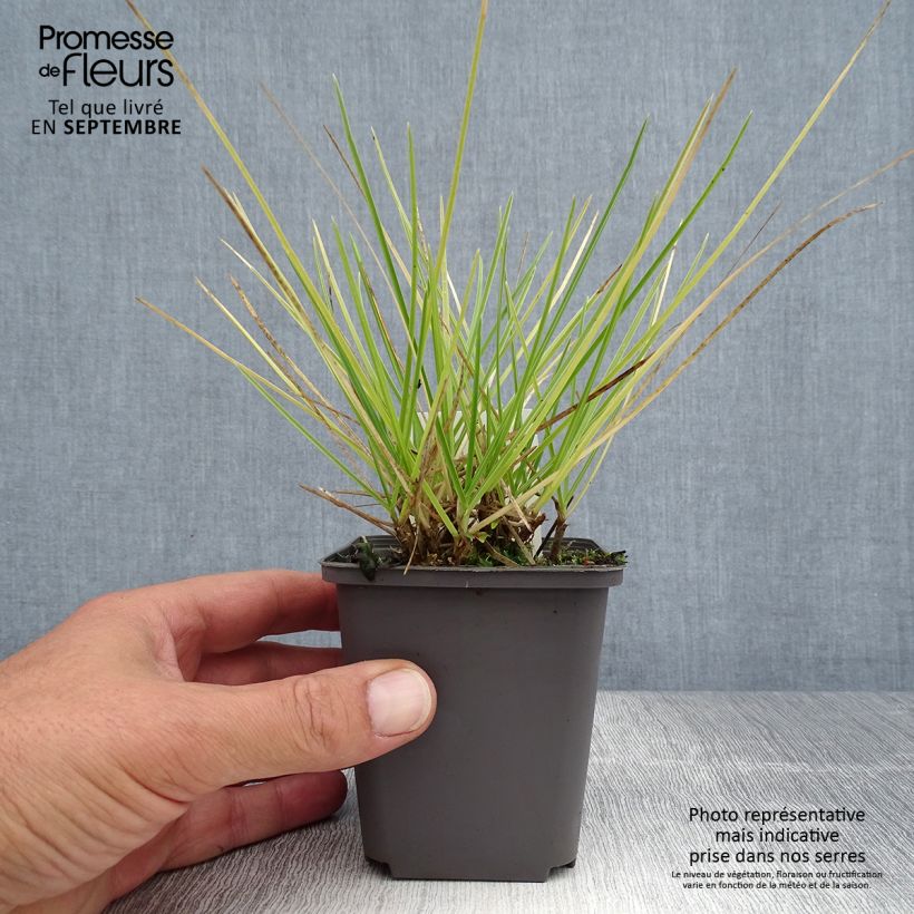Exemplar von Sesleria autumnalis - Herbst-Kopfgras Kleine Töpfe von 8/9 cm wie im Sommer geliefert