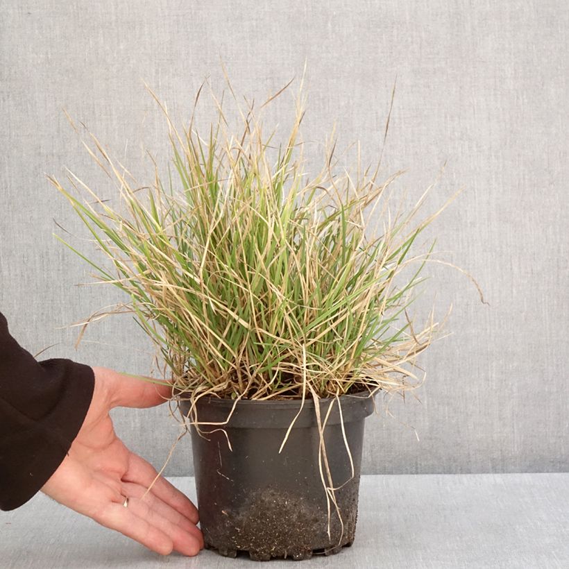 Exemplar von Sesleria autumnalis - Herbst-Kopfgras Topf mit 2L/3L wie im Winter geliefert