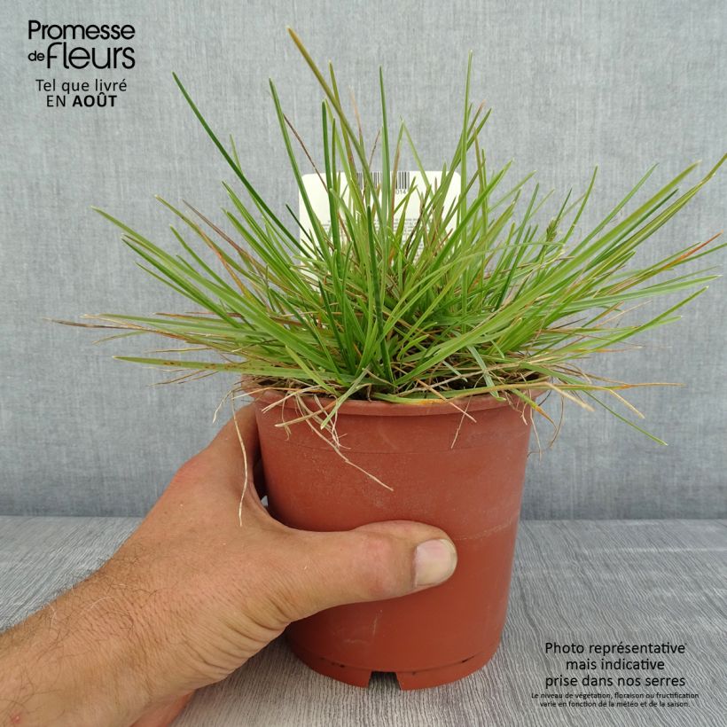 Exemplar von Sesleria caerulea - Moor-Blaugras Topf mit 1L/1,5L wie im Sommer geliefert