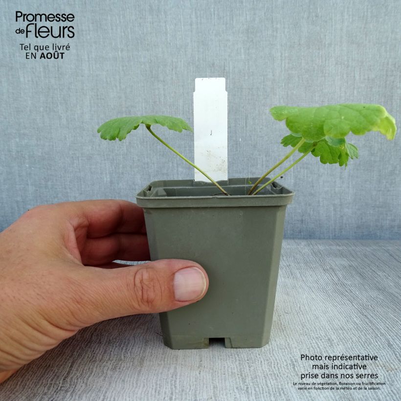 Exemplar von Sidalcea Little Princess - Präriemalve Kleine Töpfe von 8/9 cm wie im Sommer geliefert