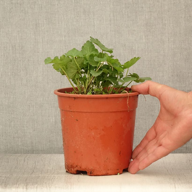 Exemplar von Sidalcea malviflora Elsie Heugh - Präriemalve Topf mit 2L/3L wie im Sommer geliefert