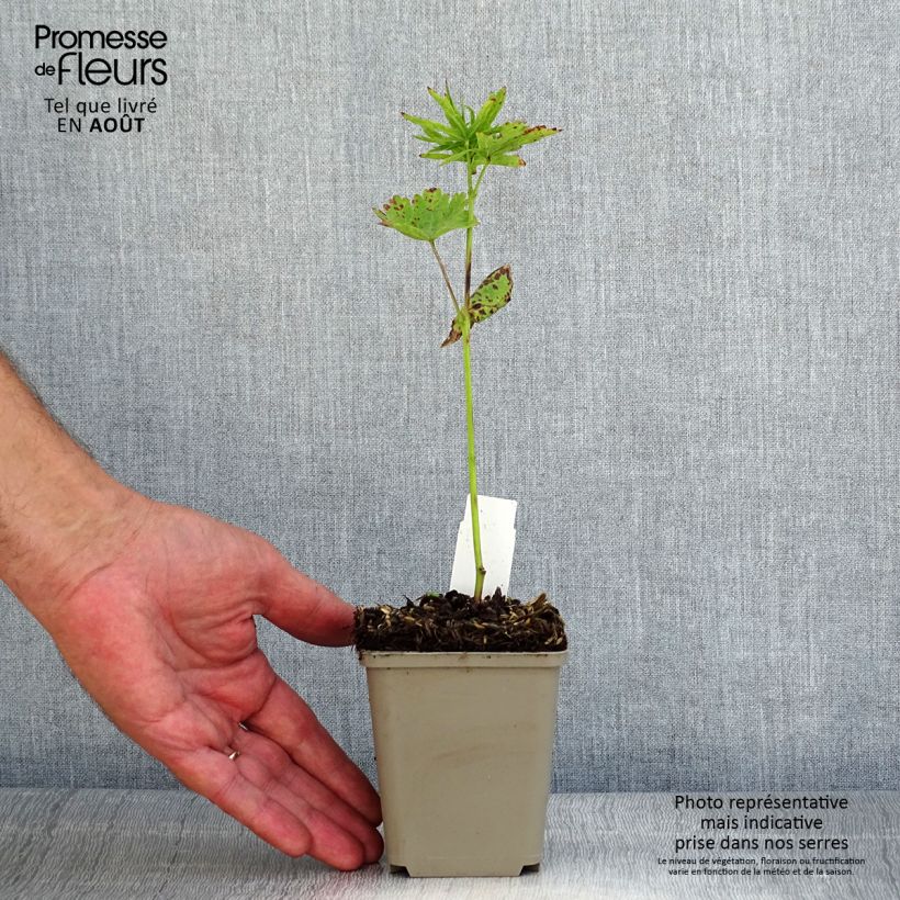 Exemplar von Sidalcea oregana Brilliant - Präriemalve Kleine Töpfe von 8/9 cm wie im Sommer geliefert