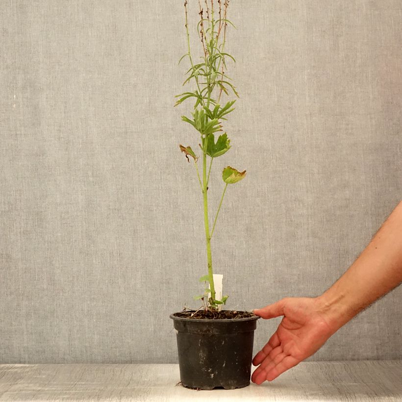 Exemplar von Sidalcea oregana Brilliant - Präriemalve Topf mit 2L/3L wie im Sommer geliefert