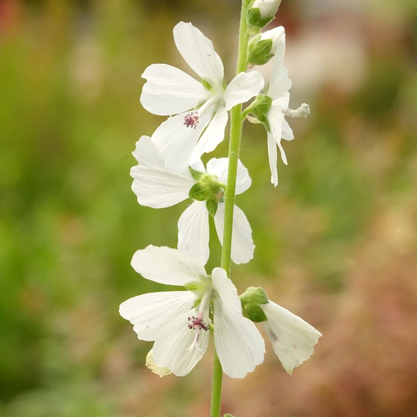 Sidalcea candida - Präriemalve (Blüte)
