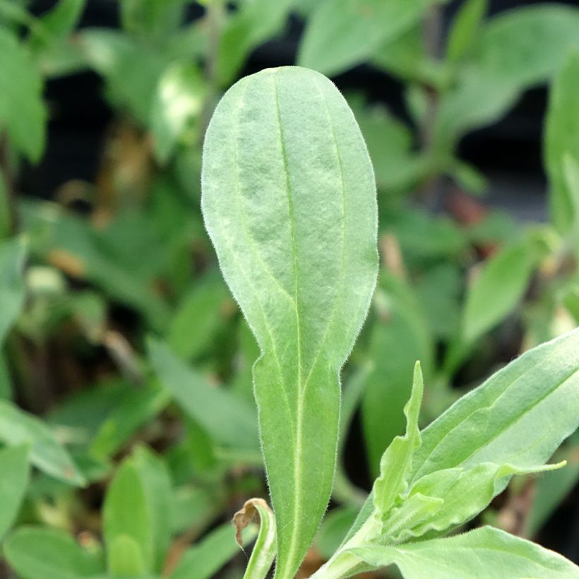 Weiße Lichtnelke (Samen) - Silene latifolia subsp. alba (Laub)