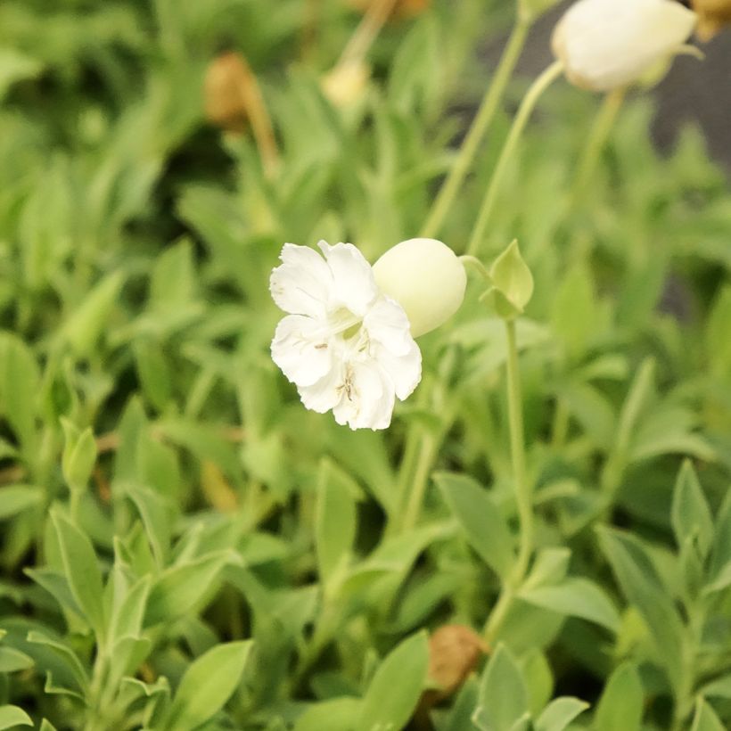 Klippen-Leimkraut Weisskehlchen - Silene uniflora (Blüte)
