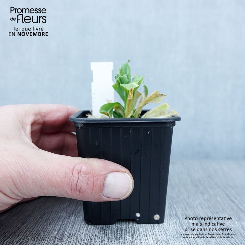 Exemplar von Prächtiges Leimkraut - Silene regia Kleine Töpfe von 8/9 cm wie im Herbst geliefert