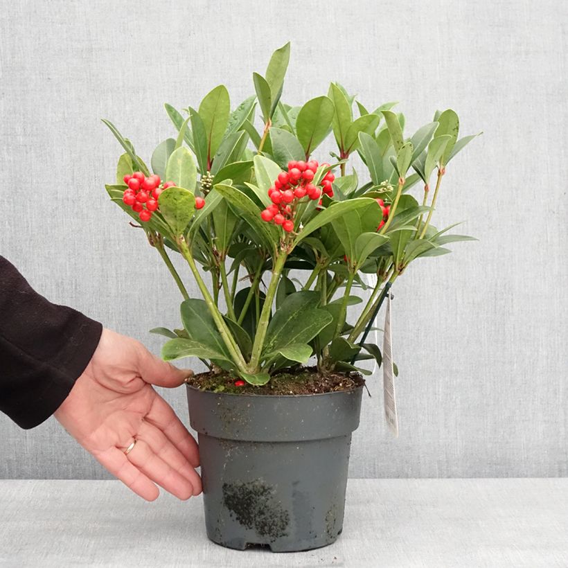 Exemplar von Skimmia japonica Temptation - Skimmie Topf mit 2L/3LGelieferte Höhe ca. 25/30cm wie im Winter geliefert