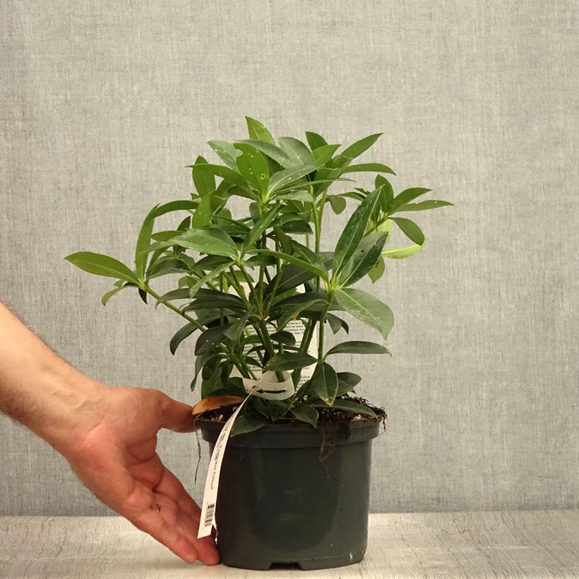 Exemplar von Skimmia japonica Fragrant Cloud Topf mit 2L/3L wie im Sommer geliefert