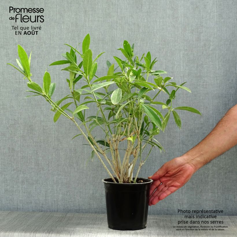 Exemplar von Skimmia japonica Kew Green Topf mit 2L/3L wie im Sommer geliefert