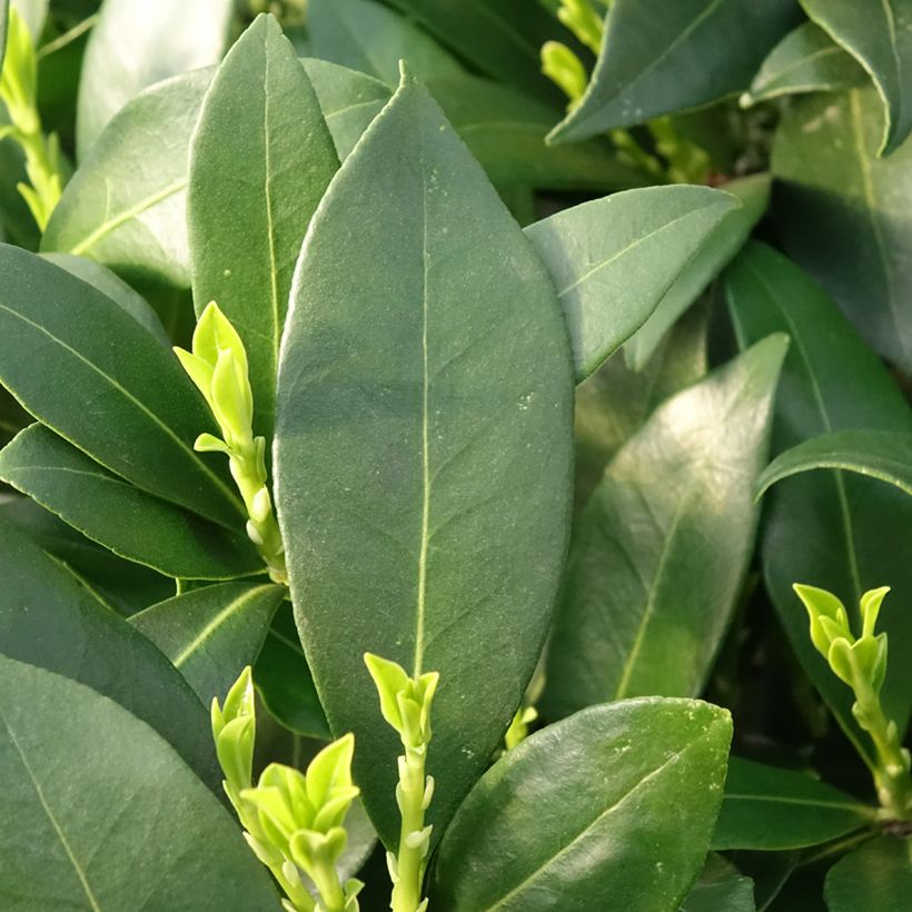 Skimmia japonica Kew White (Laub)