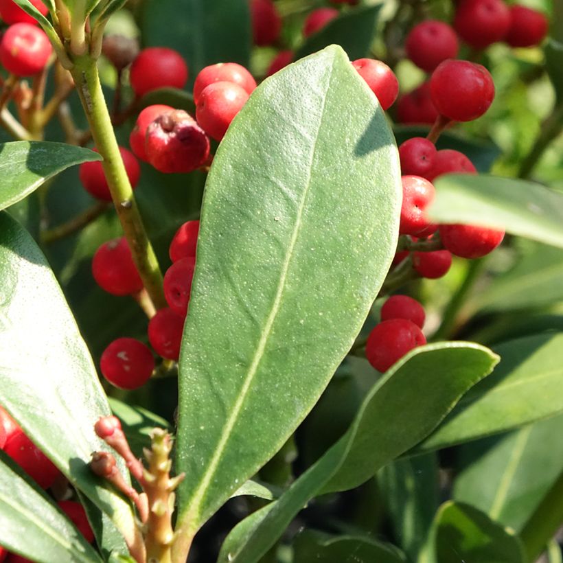 Skimmia japonica Pabella (Laub)