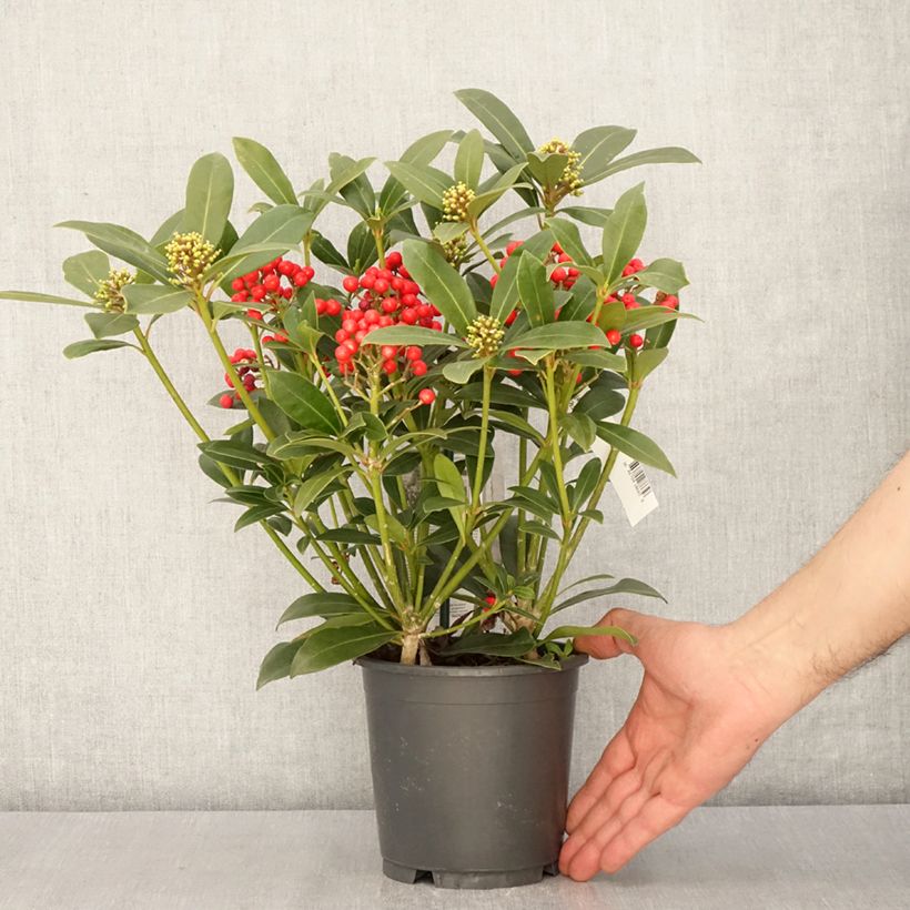 Exemplar von Skimmia japonica Pabella - Skimmie Topf mit 2L/3LGelieferte Höhe ca. 30/35cm wie im Frühjahr geliefert