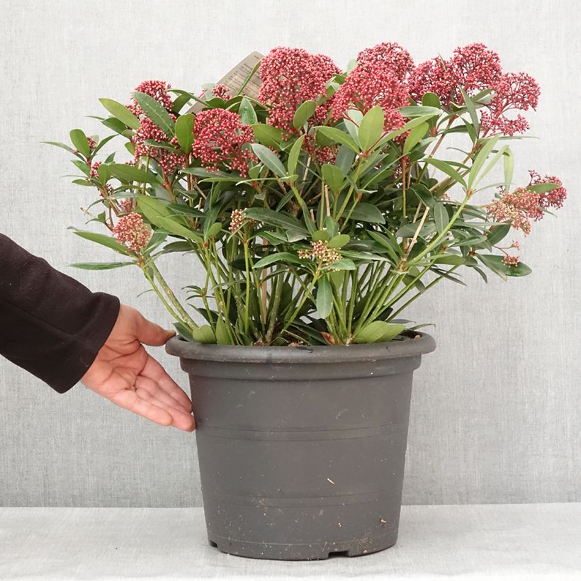 Exemplar von Skimmia japonica Rubella Topf mit 7,5L/10L wie im Winter geliefert