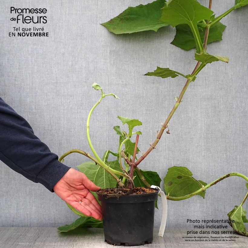 Exemplar von Yacón Red - Smallanthus sonchifolius Topf mit 3L/4L wie im Herbst geliefert