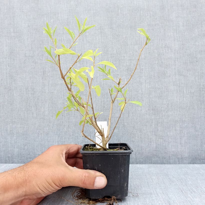 Exemplar von Solanum rantonnetii - Enzianstrauch Kleine Töpfe von 8/9 cm wie im Sommer geliefert