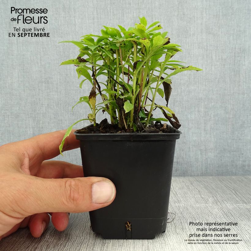 Exemplar von Kanadische Goldrute Golden Baby - Solidago canadensis Kleine Töpfe von 8/9 cm wie im Sommer geliefert