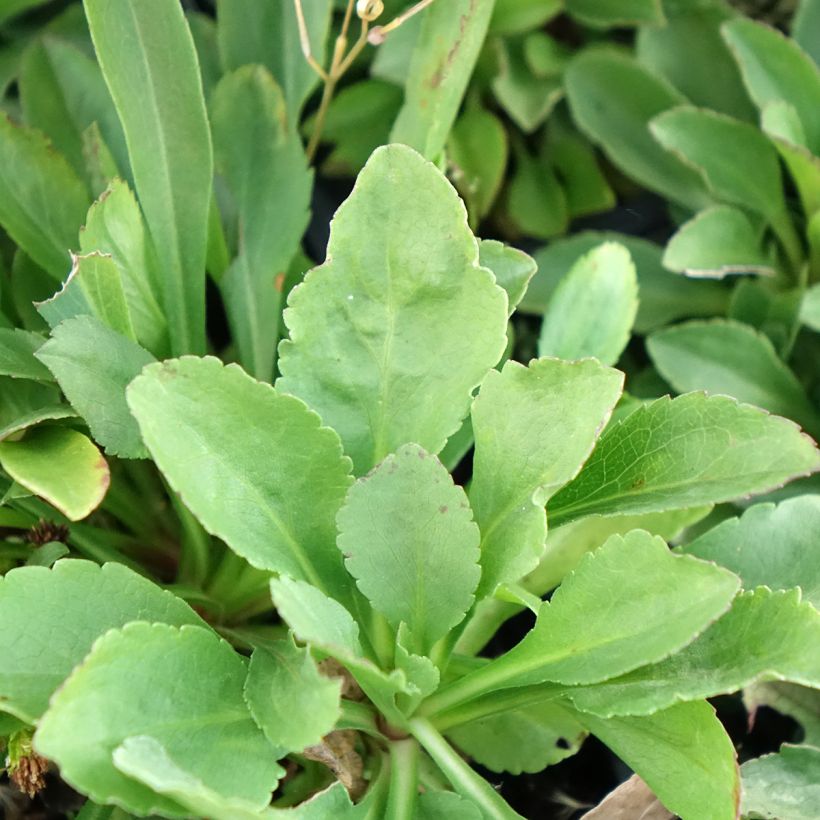 Goldrute - Solidago cutleri (Laub)