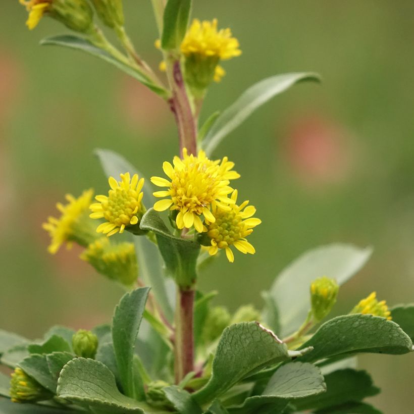 Goldrute - Solidago cutleri (Blüte)
