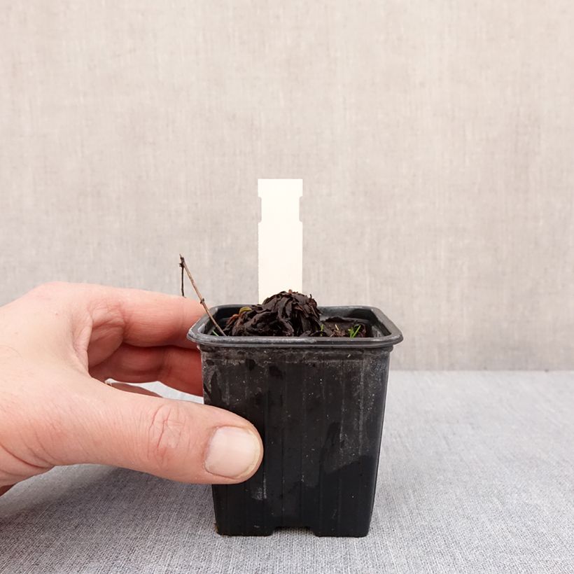 Exemplar von Goldrute - Solidago cutleri Kleine Töpfe von 8/9 cm wie im Winter geliefert
