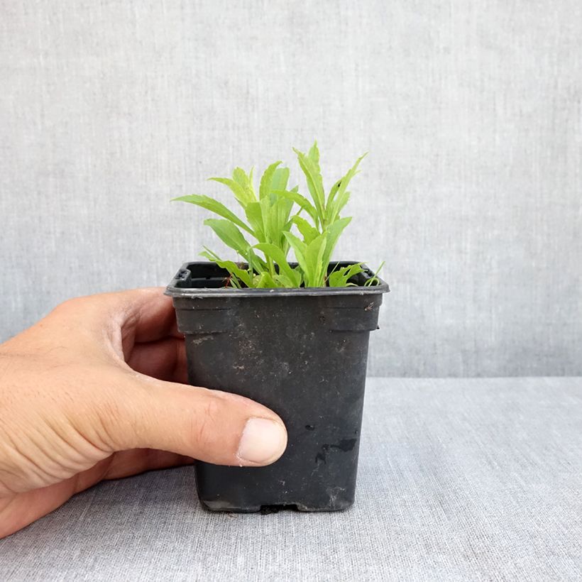 Exemplar von Kanadische Goldrute Gold King - Solidago canadensis Kleine Töpfe von 7/8 cm wie im Sommer geliefert