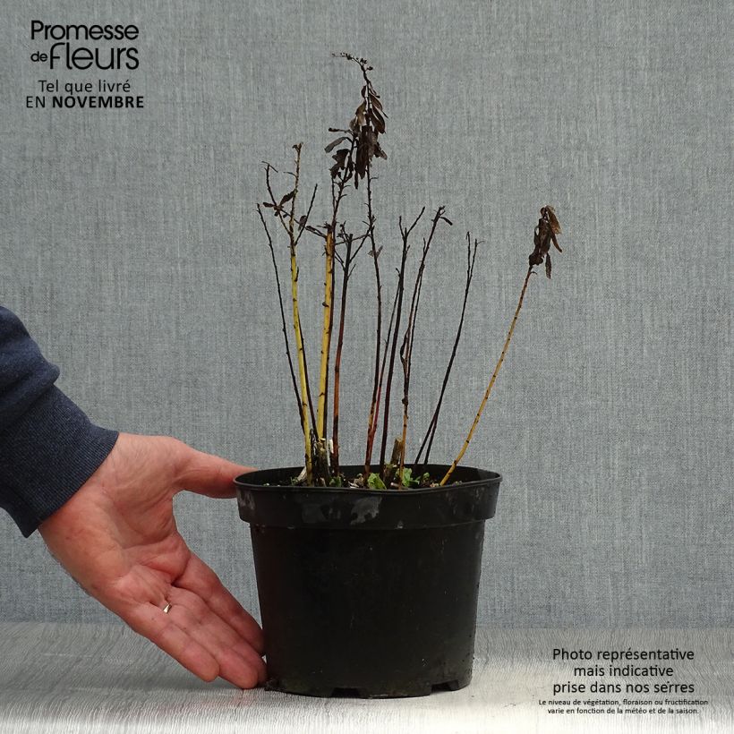 Exemplar von Kanadische Goldrute Gold King - Solidago canadensis Topf mit 2L/3L wie im Herbst geliefert