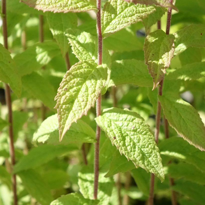 Goldrute - Solidago rugosa (Laub)
