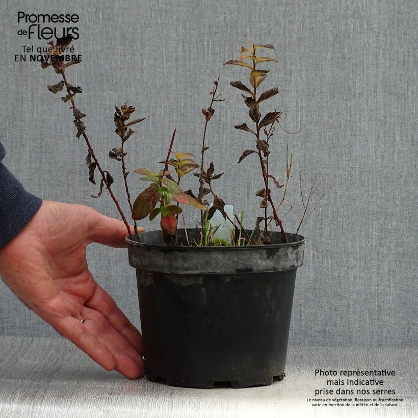 Exemplar von Goldrute - Solidago rugosa Topf mit 2L/3L wie im Herbst geliefert