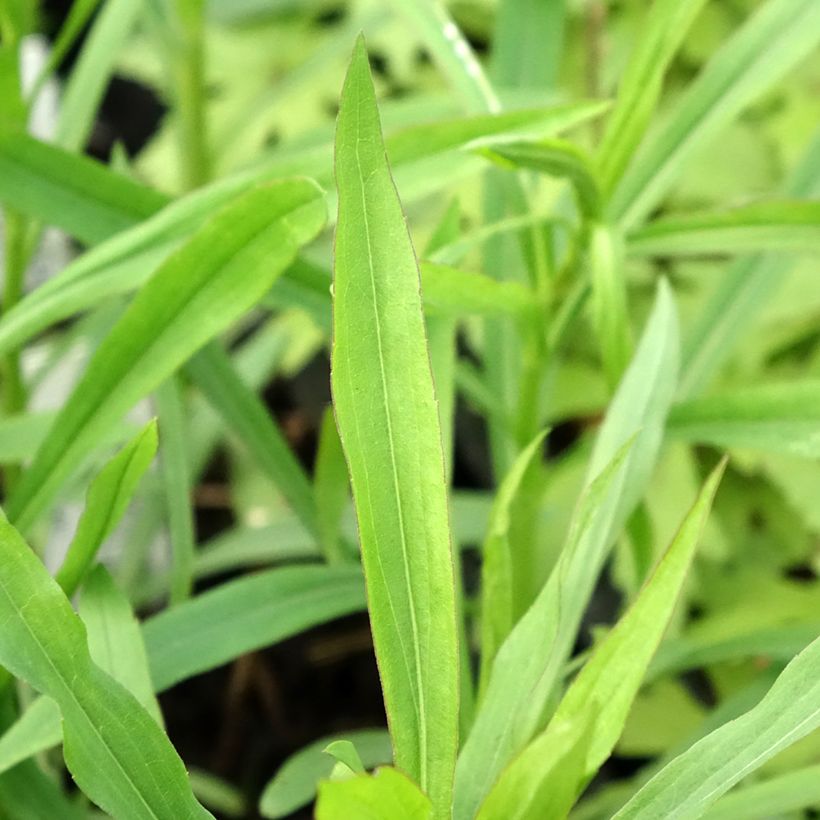 Solidaster luteus Lemore - Hybrid-Goldrute (Laub)